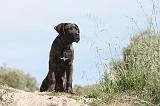 CANE CORSO 017